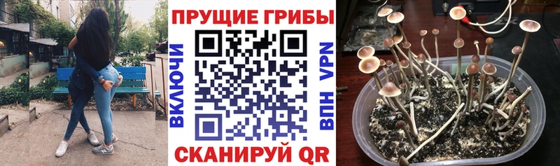 Галлюциногенные грибы Psilocybe  Черняховск 